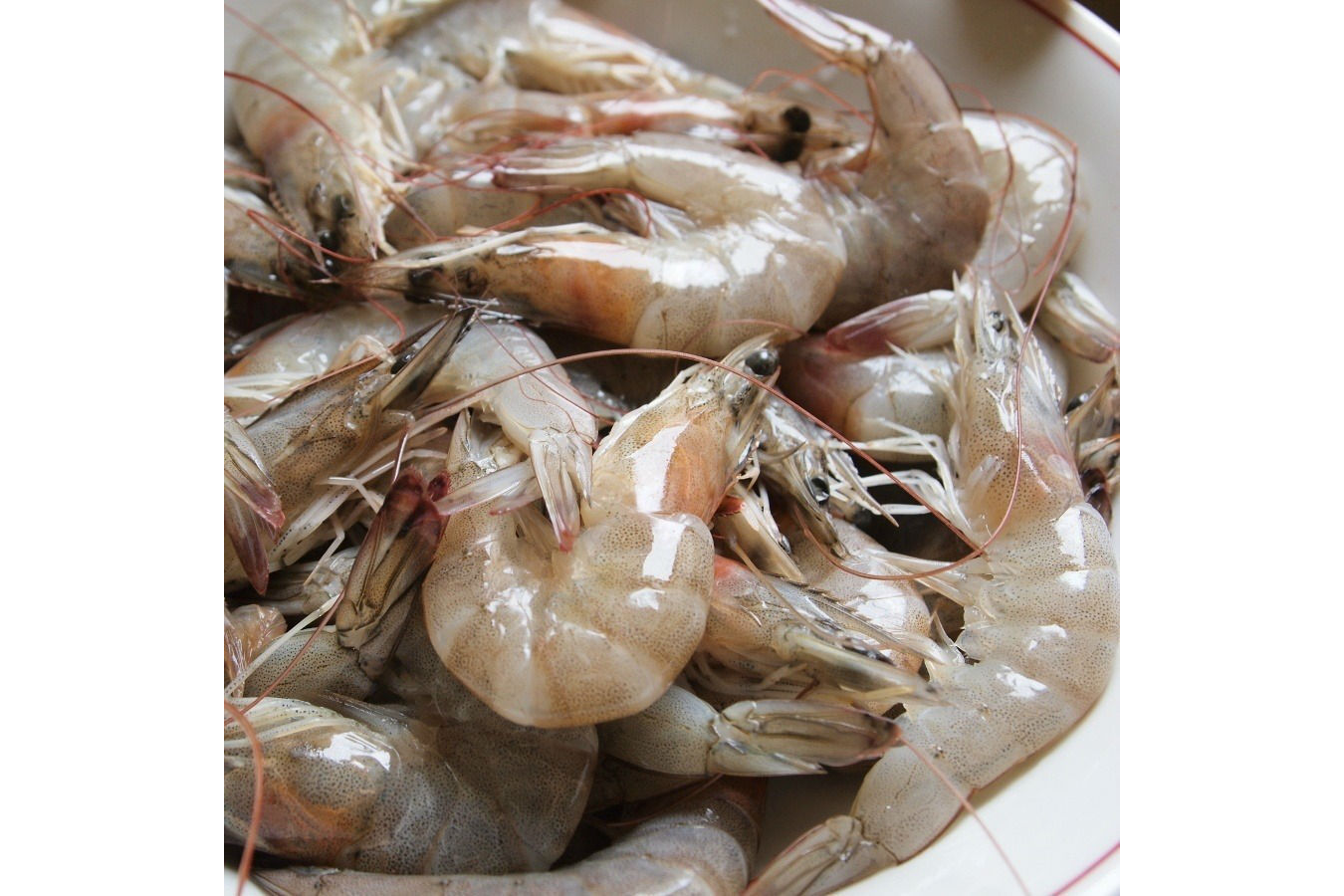 Camarones